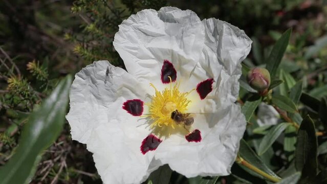 Bee collects nectar from cistus ladanifer or labdanum or gum rockrose flowering plant. White brown spotted flowers with crumpled petals 