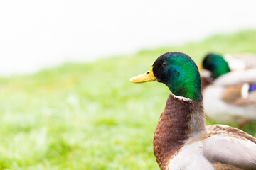 A male multi-colored duck is resting on a green meadow by the lake against the backdrop of a beautiful landscape