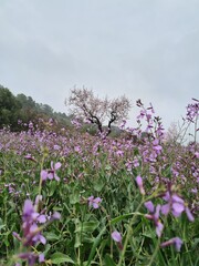 Campo de flores violetas 