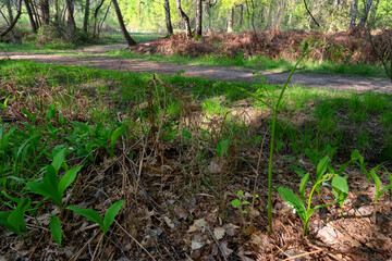 Lily of the valley in underwood of Notre-Dame forest. Ile-De-France region