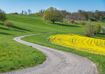 s-curve with giant oak tree in spring