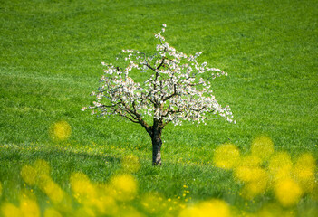 wonderful cherry tree in bloom in Baselland in spring an ideal background