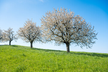 Fototapeta na wymiar cherry trees during cherry blossom in Baselland in spring