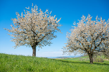 Fototapeta na wymiar cherry trees during cherry blossom in Baselland in spring