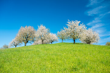 Obraz premium hill full of blossoming cherry trees in Baselland