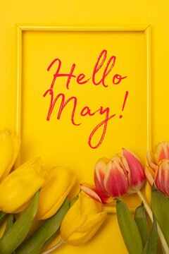 Banner hello May . Tulips on a yellow background. An article about the new month. An article about spring. Photos of flowers with text.