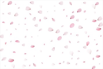 Sakura petals. Cherry petals backdrop