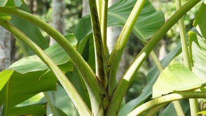 Banana tree for posters and wall papers