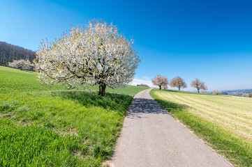 Fototapeta na wymiar wonderful cherry tree in bloom in Baselland in spring