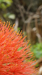 Red flowers of Scadoxus multiflorus. African red lily. Football lily.