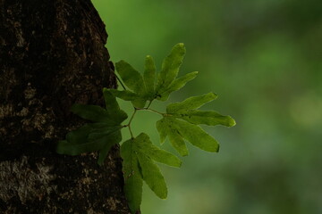 Green leaves in a blurred ambiance