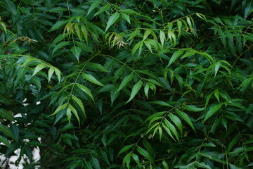 Neem is a ayurvedic medicine. green leaves with serrated margine