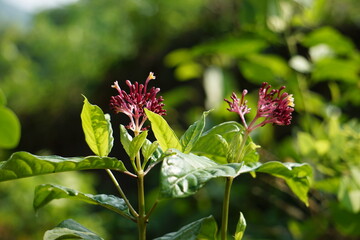 Rawolfia sepentina is a medicinal plant widely used in ayurveda for hyper tension and heart protectant