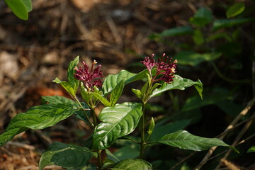 Rawolfia sepentina is a medicinal plant widely used in ayurveda for hyper tension and heart protectant