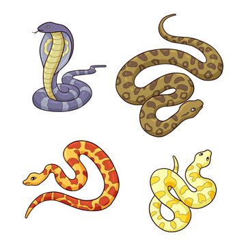 hand drawn snake collection 2