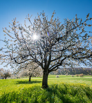 sun shining into cherry orchard in Baselland in spring