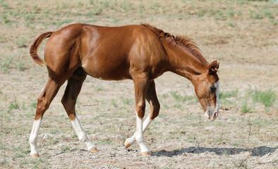 Naklejka na ściany i meble Fancy young horse in dry Texas field for drought concept on ranch.