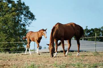 Foal with mare horse on rural ranch of Texas countryside in field grazing.