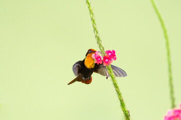 Glittering gold Ruby Topaz hummingbird, chrysolampis mosquitus, feeding on a pink vervian flower...