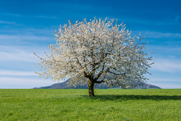 Fototapeta na wymiar perfect blooming cherry tree on a green field in Baselland