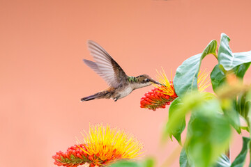 Young, molting Ruby Topaz hummingbird, chrysolampis mosquitus, feeding on a tropical Monkey Brush flower, Combretum Vine isolated on a pink background.