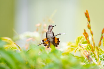 Picturesque, pastel colored photo, Ruby Topaz hummingbird, Chrysolampis mosquitus, chirping in a...