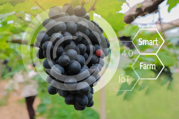 grapes in greenhouse with infographic Smart Farming and Accurate Agriculture 4.0