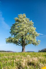 Naklejka premium giant pear tree in bloom during spring in Baselland