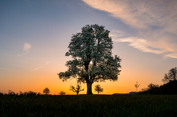 Fototapeta na wymiar spring sunrise with a giant pear tree in bloom