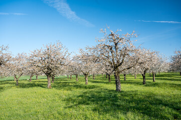 Fototapeta na wymiar orchard during cherry blossom in Baselland in spring