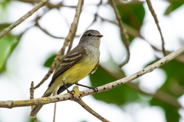 Yellow and gray Northern Scrub Flycatcher, Sublegatus arenarum, perched on a branch in a tree. Bird...