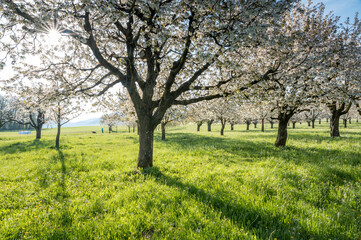 Fototapeta na wymiar orchard during cherry blossom in Baselland in spring