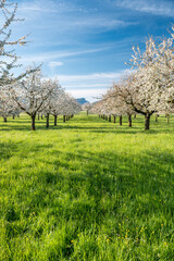 orchard during cherry blossom in Baselland in spring