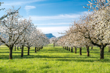 orchard during cherry blossom in Baselland in spring