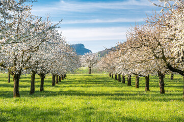 orchard during cherry blossom in Baselland in spring