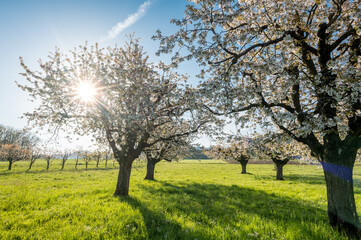 Fototapeta premium sun shining into cherry orchard in Baselland in spring