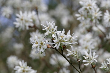 Wunderbar zarte Blüten der Felsenbirne  (Amelanchier) im Frühling
