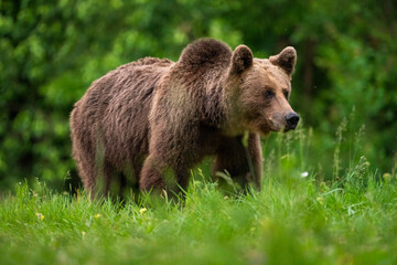Naklejka na ściany i meble Brown bear, ursus arctos, in the middle of grass meadow. Concept of animal family. Summer season. In the summer forest. Natural Habitat. Big brown bear. Dangerous animal in nature forest. Close up.