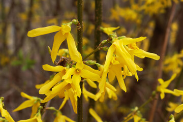Forsythia europaea, a flowering forsythia bush with yellow flowers, spring. A plant near flower...
