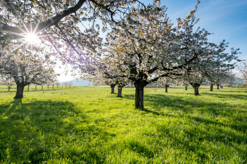 sun shining into cherry orchard in Baselland in spring