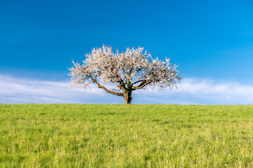 Fototapeta premium a cherry tree during cherry blossom in Baselland in spring