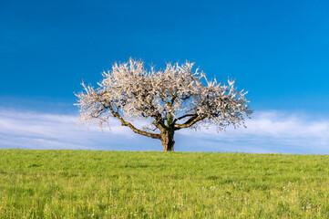 Fototapeta na wymiar a cherry tree during cherry blossom in Baselland in spring