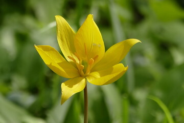 Von der Sonne beschienene, weit geöffnete Blüte der Weinbergstulpe 