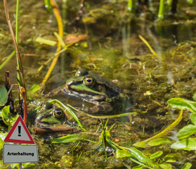 Arterhaltung Frösche