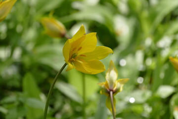 Eine gelbe Blüte der Wildtulpe "tulipa sylvestris" zwischen weiteren Pflanzen derselben Gattung in Nahaufnahme.