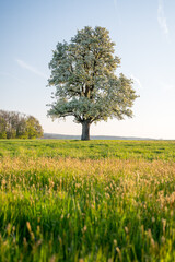 giant oldgrown pear tree in Baselland