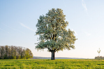 Fototapeta na wymiar giant oldgrown pear tree in Baselland