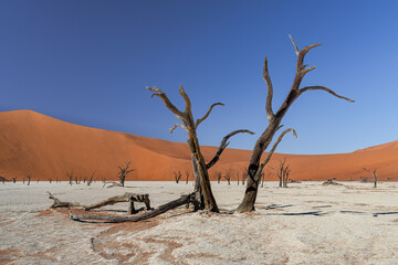 Dead Camelthorn Trees with red dunes and blue sky in Deadvlei, Sossusvlei, Namib-Naukluft National...