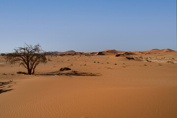 Red sand dunes in Sossusvlei, Namib-Naukluft National Park, Namibia
