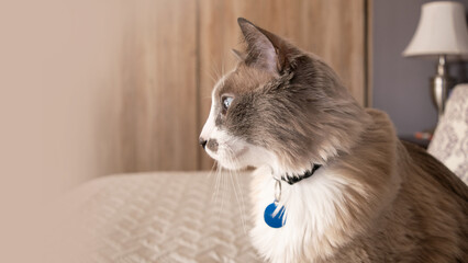 Siamese cat with blue eyes